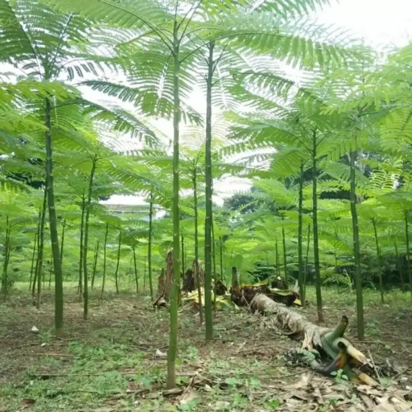 Ready pohon pakis brazil/solobium