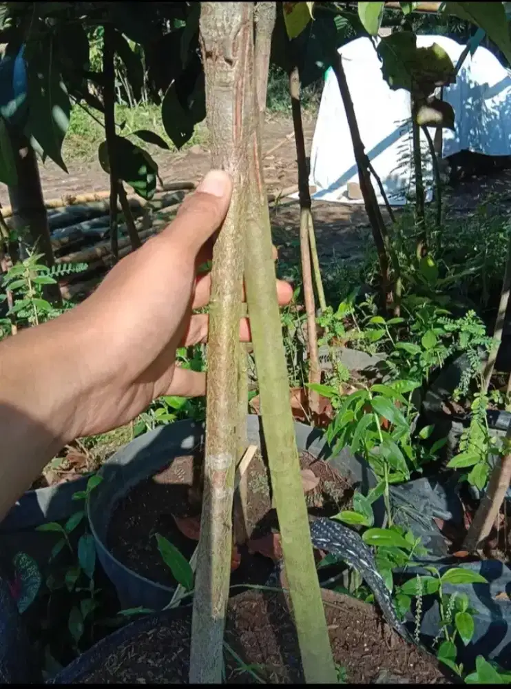 tamanam pohon duren musang king