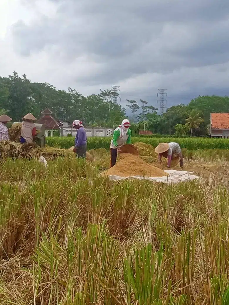 Di jual sawah produktif dan siap untuk investasi jangka panjang