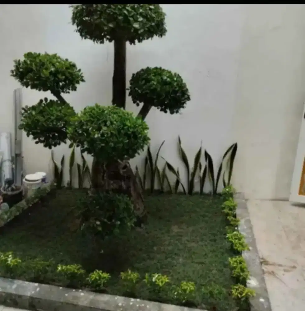 pembuatan taman minimalis harga paketan permeter