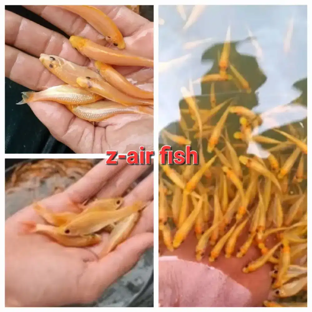 Paket isi 50 ikan terapi lemon