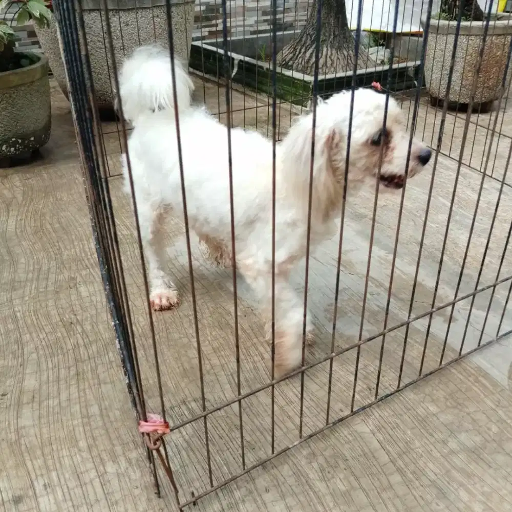 Poodle jantan putih kecil