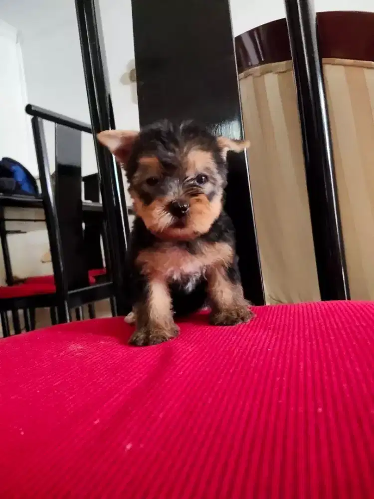 Jual Puppy Yorkshire Terrier Anakan Anjing Yorki Murah Berkualitas