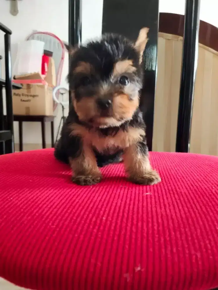 Jual Puppy Yorkshire Terrier Anakan Anjing Yorki Murah Berkualitas