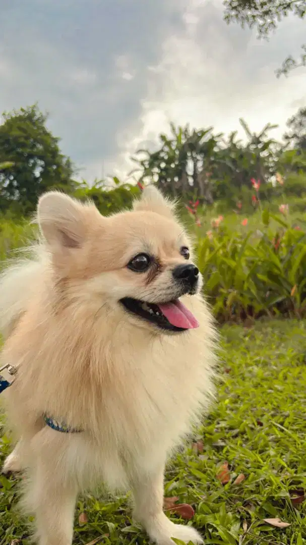 Mini Pom Jantan