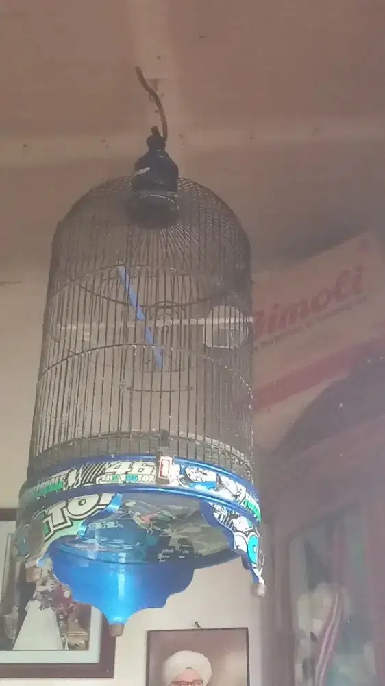 Kandng Lovebird ebod