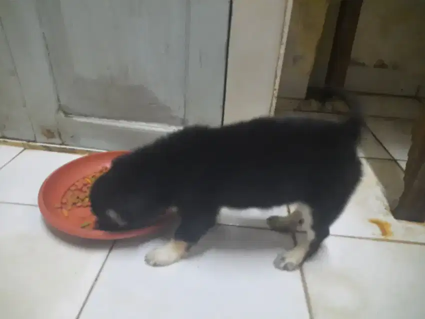 Jual cepat anak anjing mini