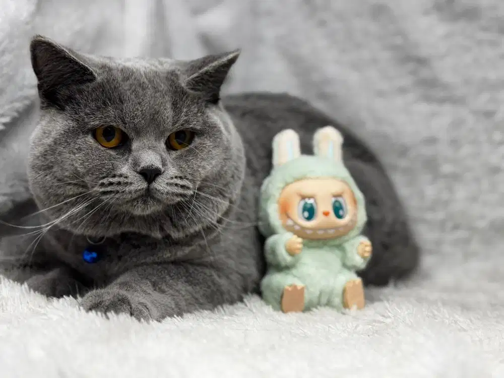 Kucing BSH British Shorthair Jantan WCF Ped