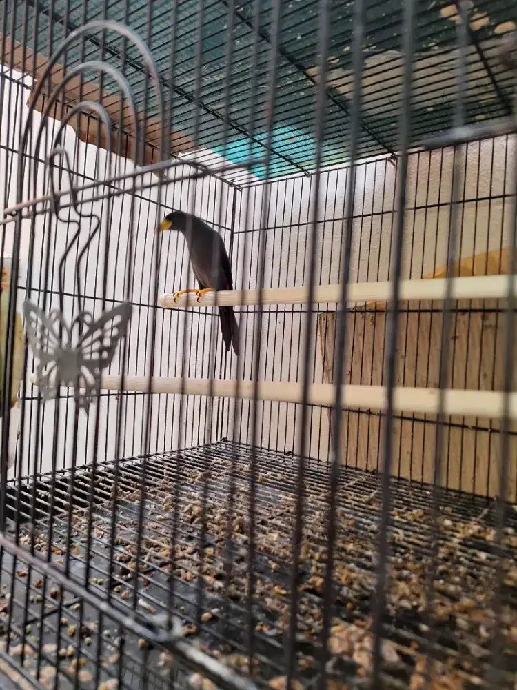 Jual Jalak Rio rio gacor.. Nota beli Gacor Full set..