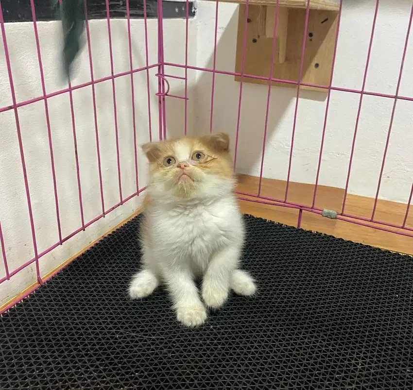 Kitten Scotish fold x peaknose