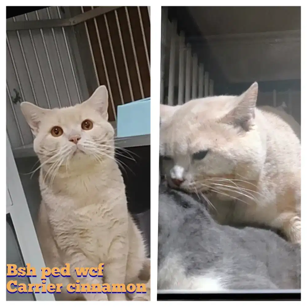 Bsh fawn ped wcf carrier cinnamon