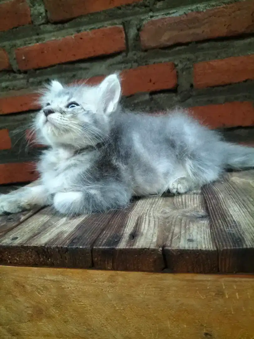 Kitten Persia jantan
