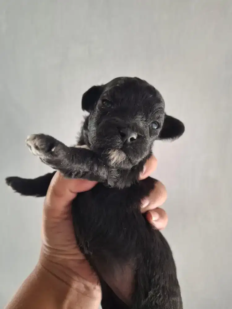 OPEN ADOPT ANJING POODLE TOY SILVER