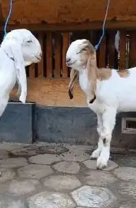 sepasang bibit kambing etawa 4 bulanan 1 jantan 1 betina siap ternak