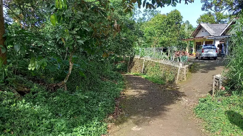 kebun kopi durian dan alpukat murah