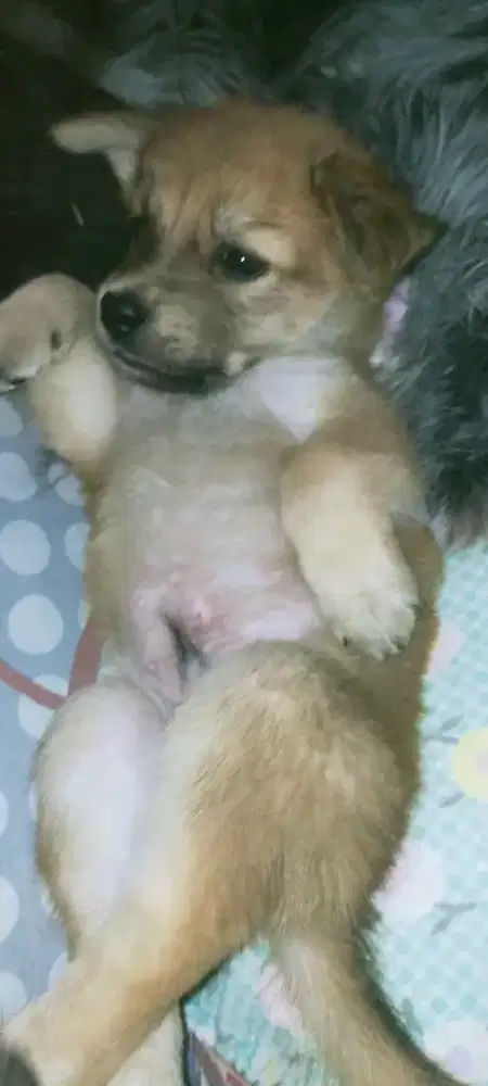 Anak anjing mix mini pincher