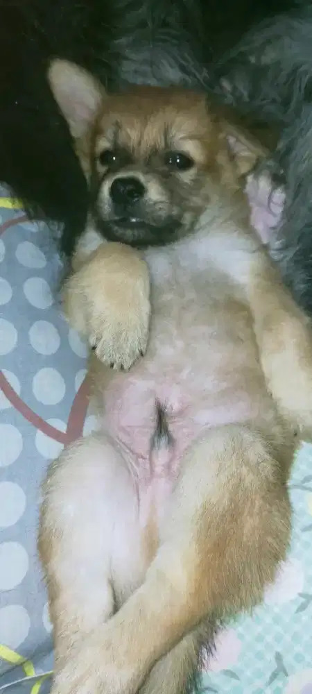 Anak anjing mix mini pincher. Emaknya mini pincher bapaknya Maltese .