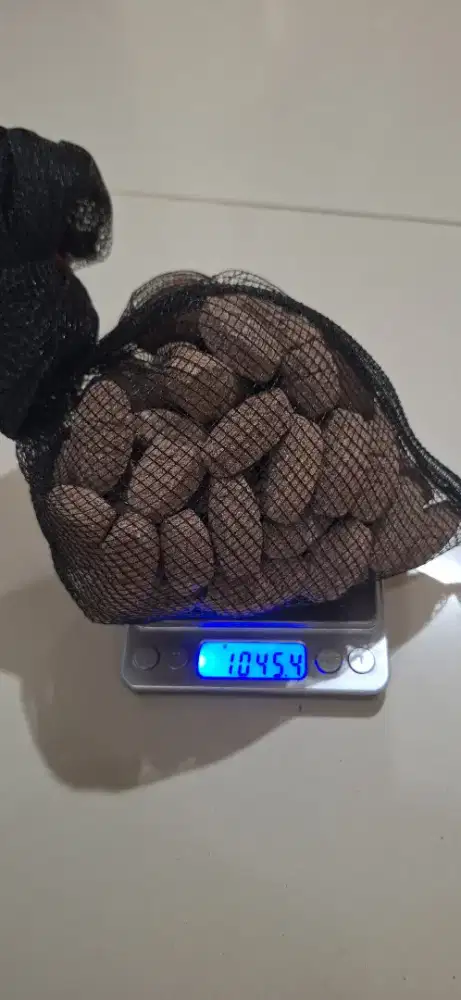 Bio filter Rugby Mayin Baru