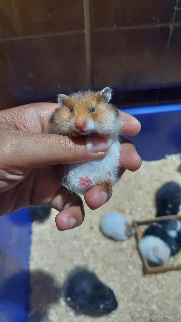 Hamster Syrian Varian