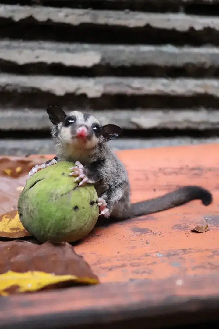Sugar glider clasic grey