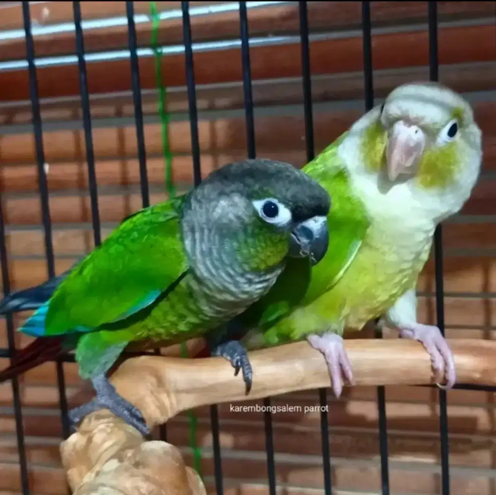 Greencheck x Cinamon conure Produksi