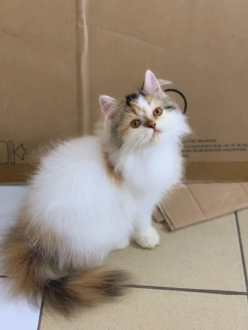 Kucing persia flatnose