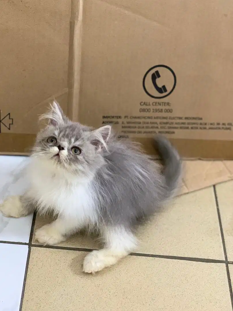 Kucing peaknose kitten