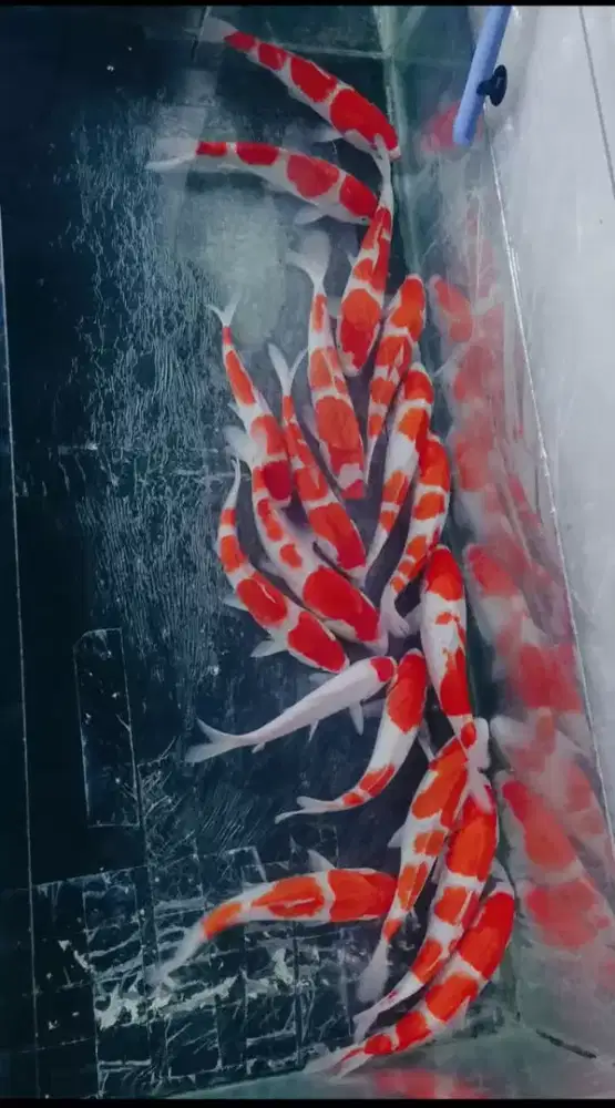 jual ikan koi kohaku size 17-20cm