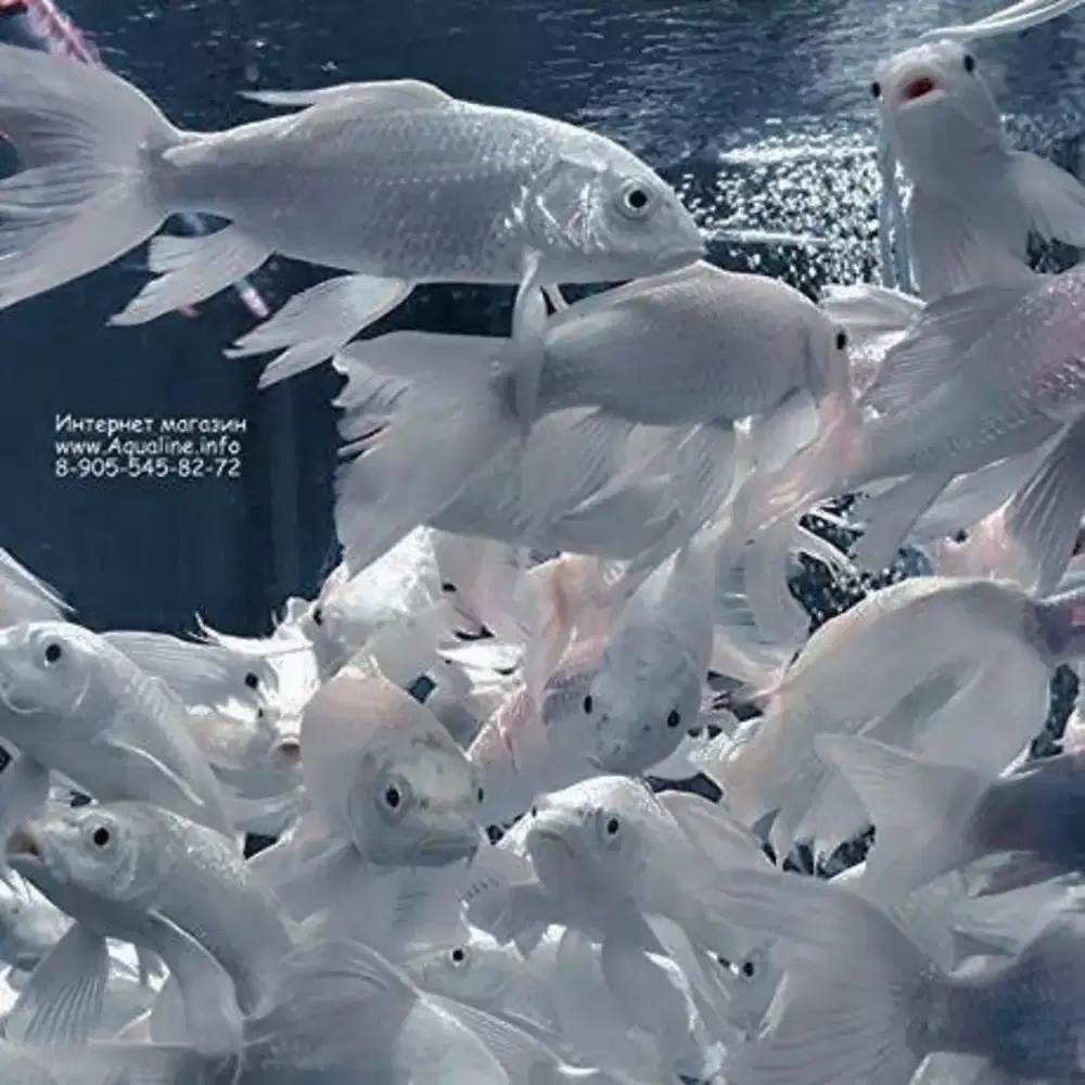 jual ikan koi platinum slayer size 8-10cm paketan isi 5ekor