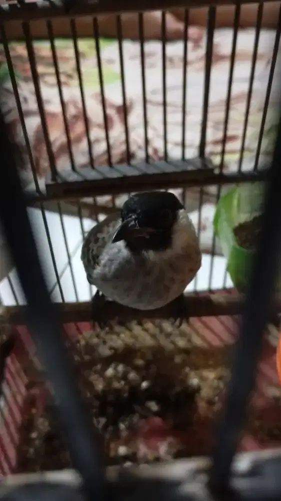 Burung kutilang jinak