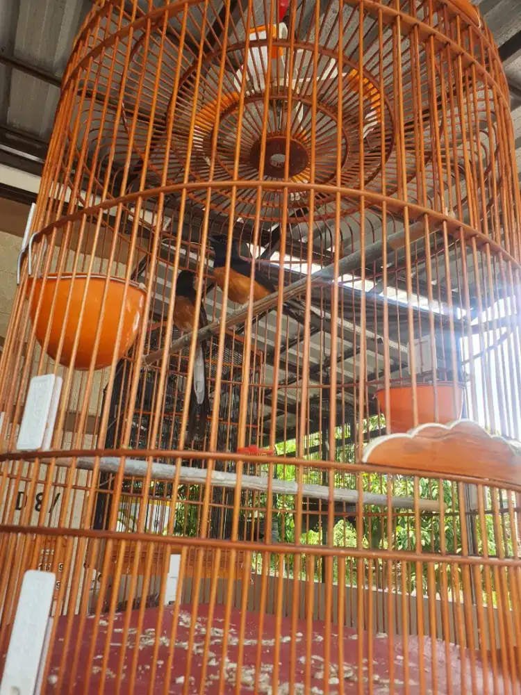 Burung Murai Medan sepasang
