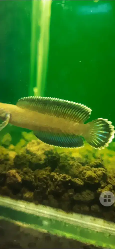 Channa ando dorsal HF