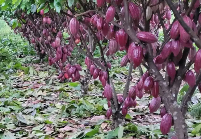 Jual bibit kakao kopi coklat Sulawesi mcc02 bandar Lampung