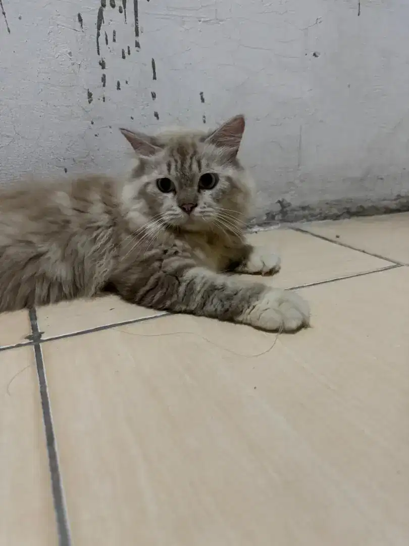 Kucing ragdoll jantan