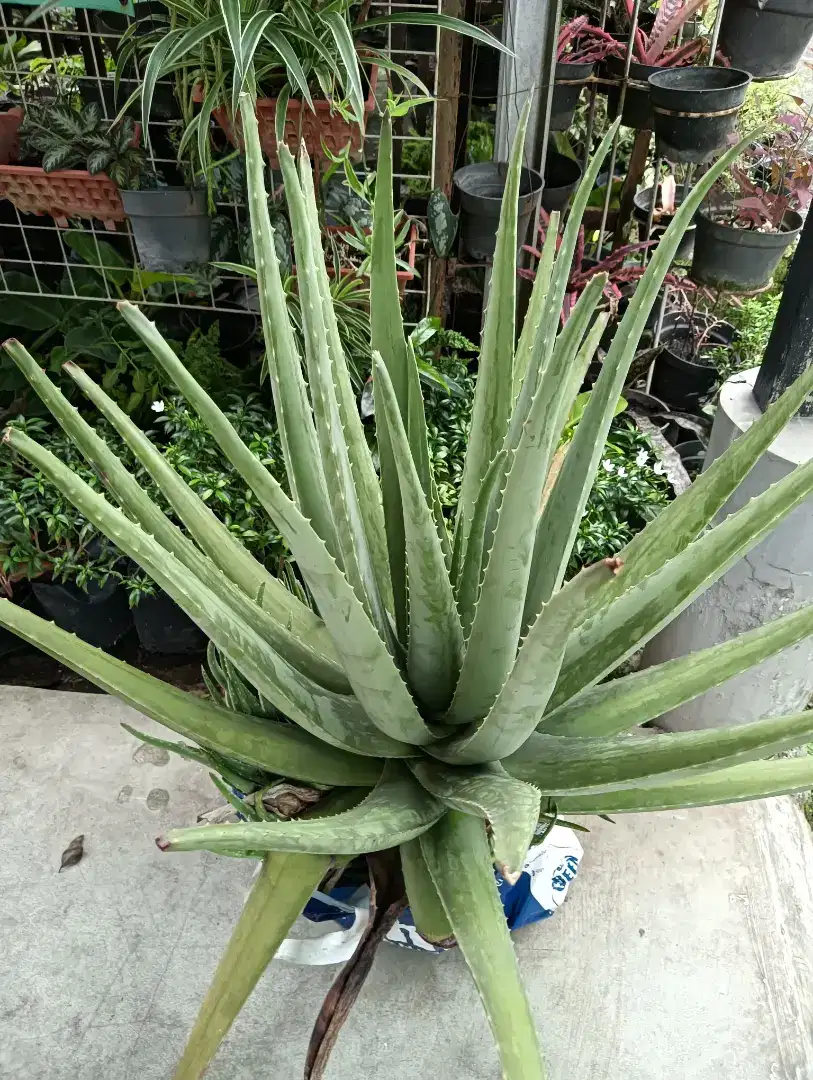 Anakan lidah buaya Kalimantan