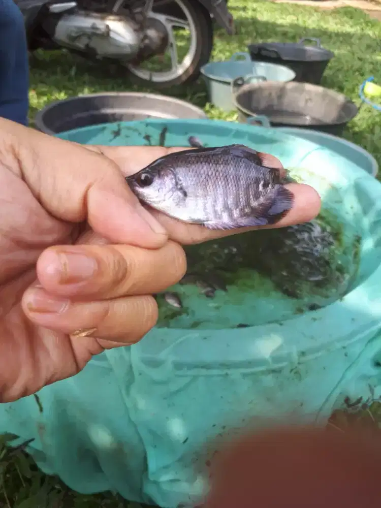 Bibit ikan gurame 2 jari / bungkus korek kayu