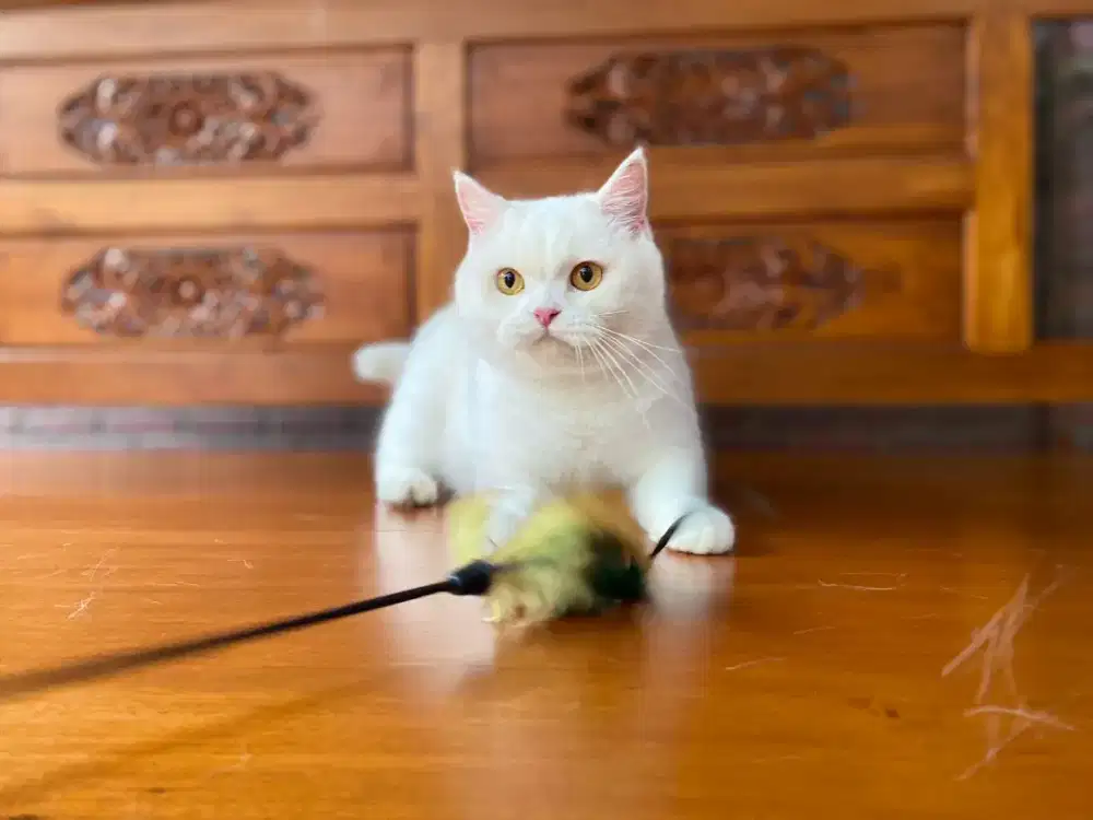 British shorthair anakan import