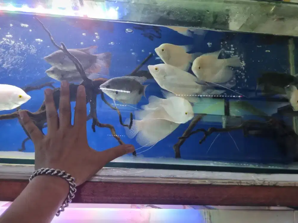 Gurame Albino thailand,mata merah