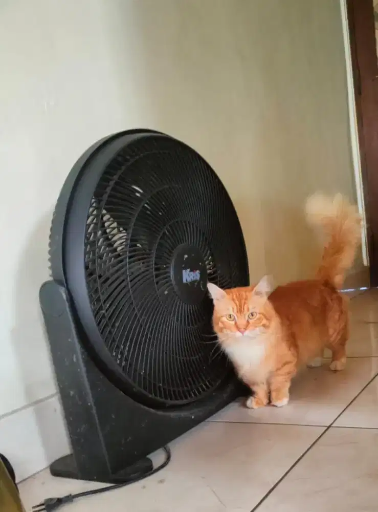 Munchkin jantan cebol indukan suka kawin