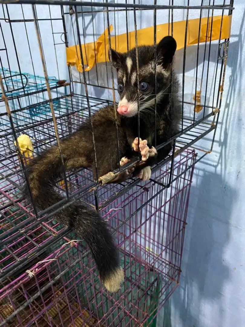 Musang pandan lombok mozzaik