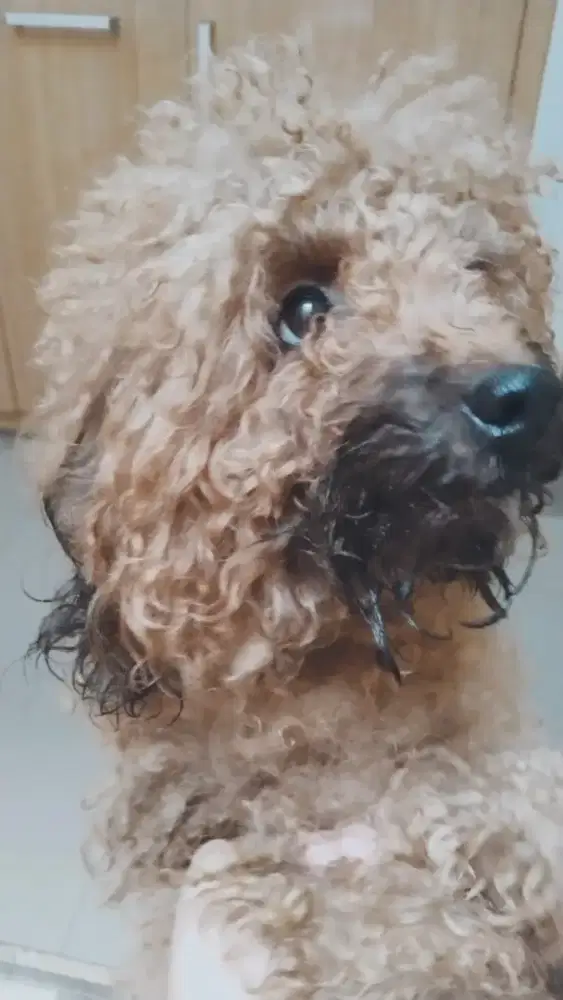 Poodle Cewek Usia 2thn