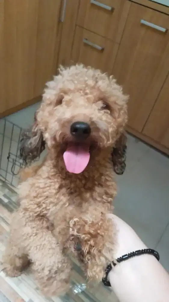 Dijual Poodle Jantan