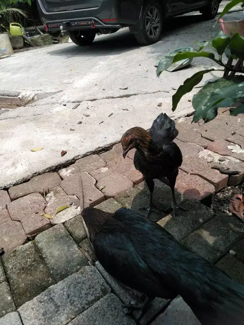 Ayam kampung ungulan 1 Jantan 3 betina