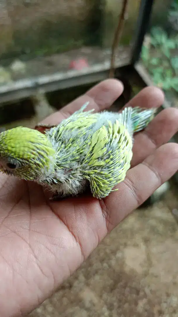 Burung parkit lolohan