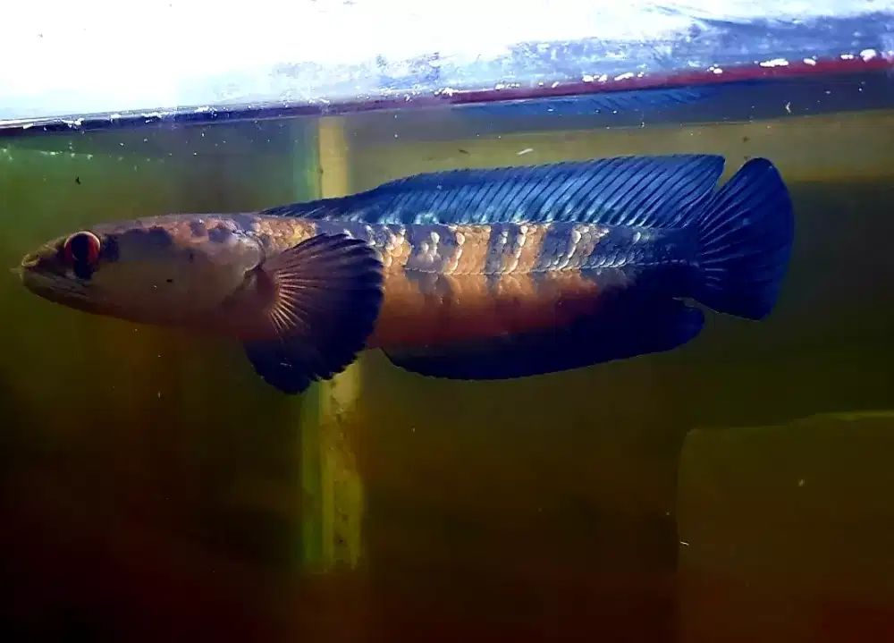 Channa maru red sampit progres kontes realpict