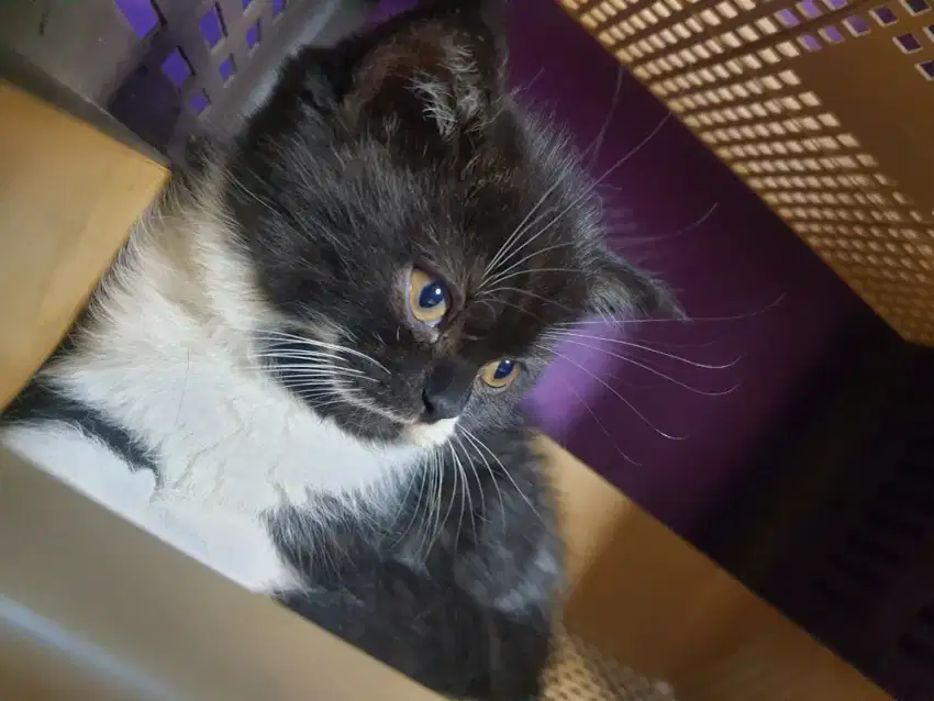 BRITISH SHORTHAIR NON PED JANTAN 5 BULAN