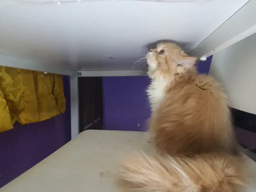 JANTAN RAGDOLL X PEAKNOSE OYEN PUTIH