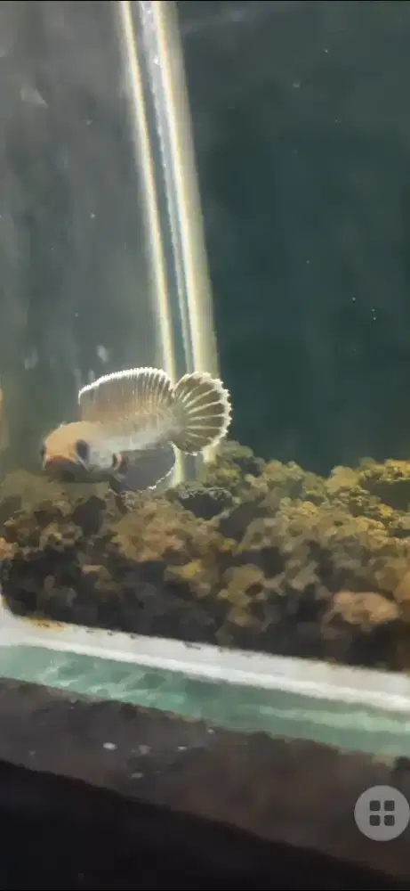 Channa andro gondrong