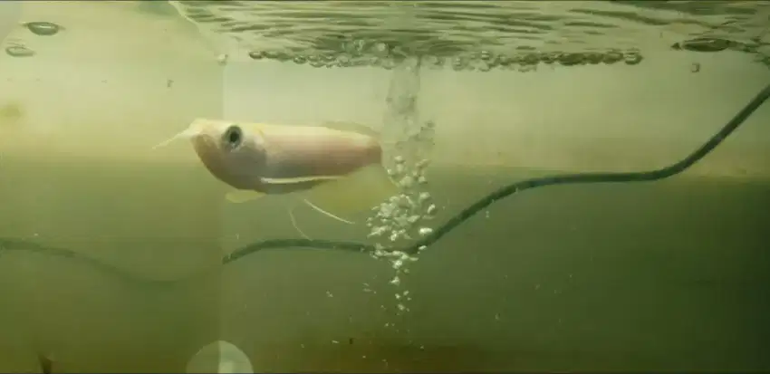 Arowana silver albino 13-15 cm