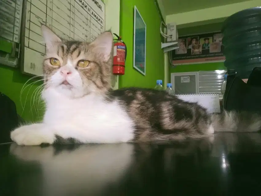 Kucing Persia Jantan